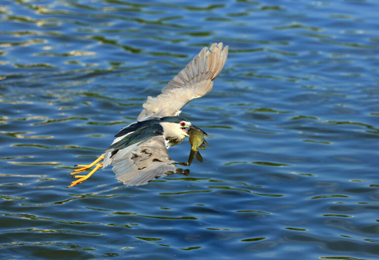 Yang Jianye - Harvest